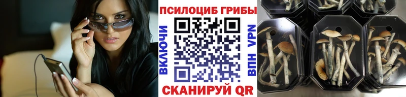 блэк спрут ссылки  Скопин  Псилоцибиновые грибы GOLDEN TEACHER 